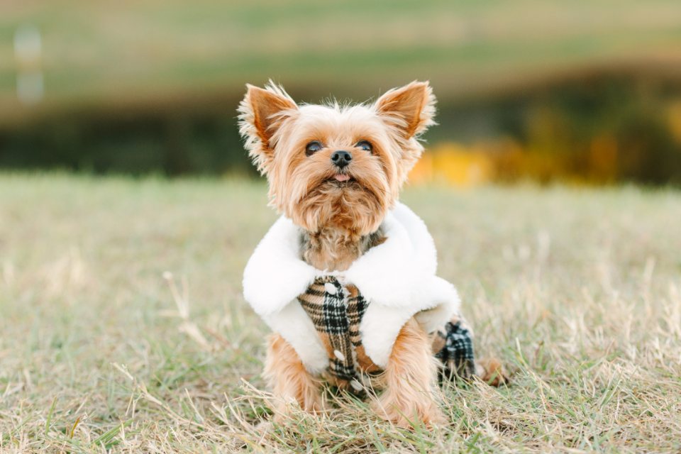 Yorkshire terrier in a plaid coat sitting in the grass