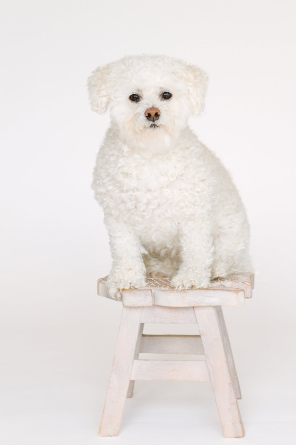 Fluffy white dog sitting on a small wooden stool in the studio